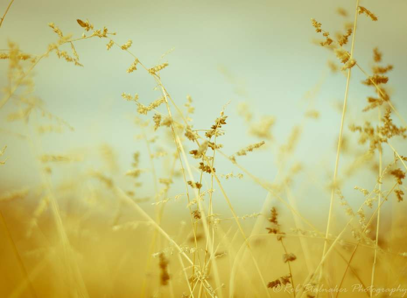 Illustration for article titled Shooting Challenge: Bokeh, Gallery 2